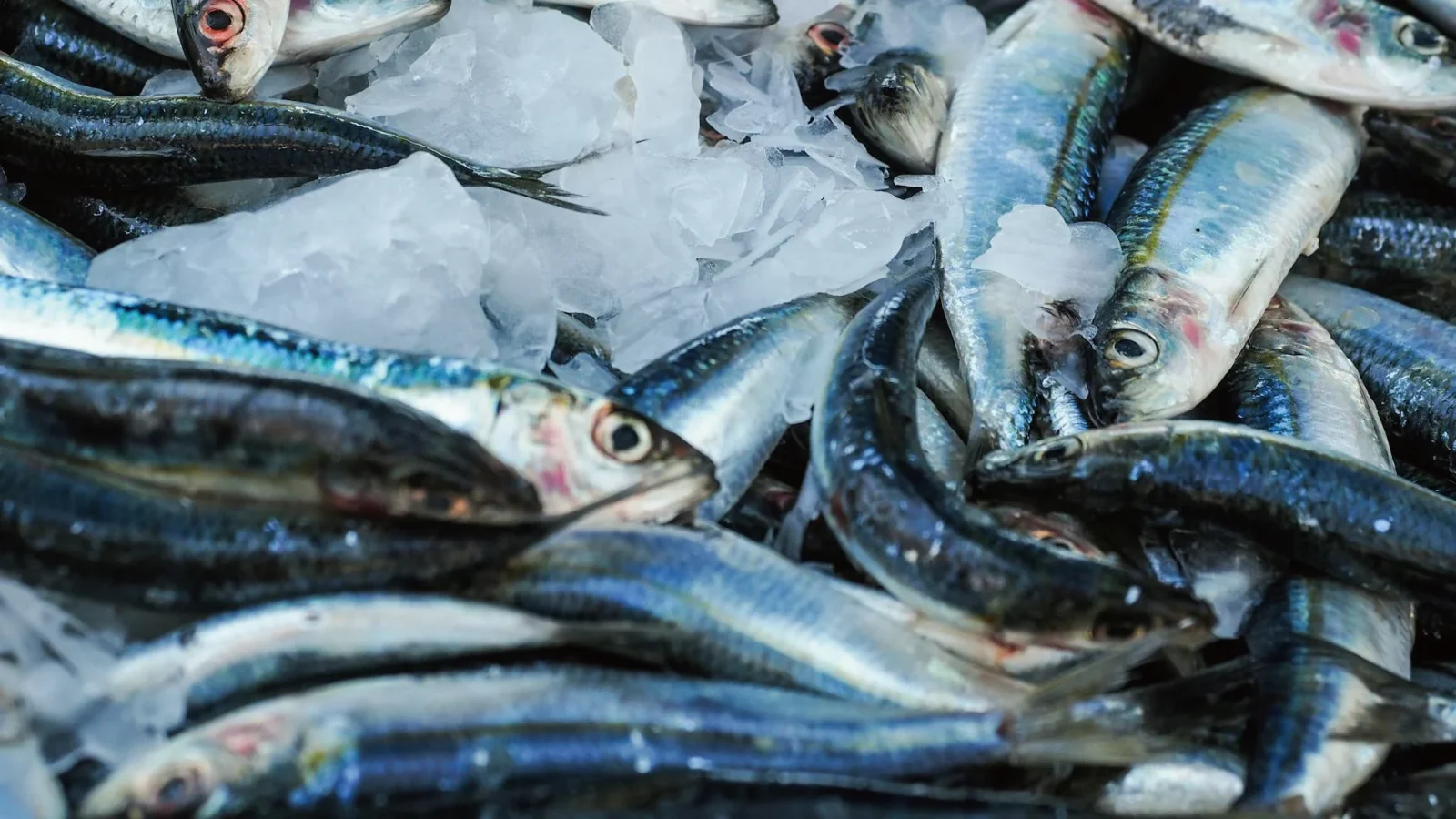 Live Fish Transporter Reduces Mortality and Ice Usage with Boyards 48VDC Compressor